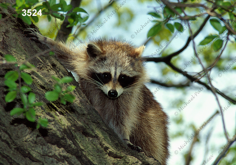 Northern Raccoon (Procyon lotor)